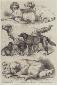 伊斯灵顿国际犬展，奖犬